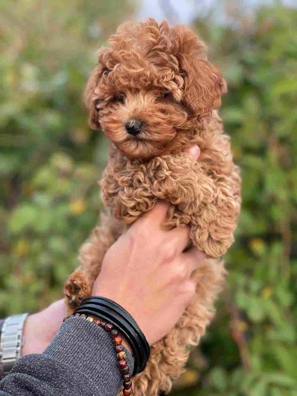 Poodle Ozzy
