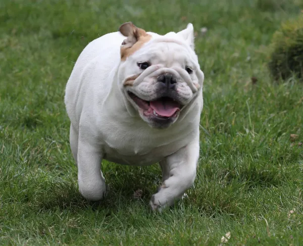 English Bulldog Dolly