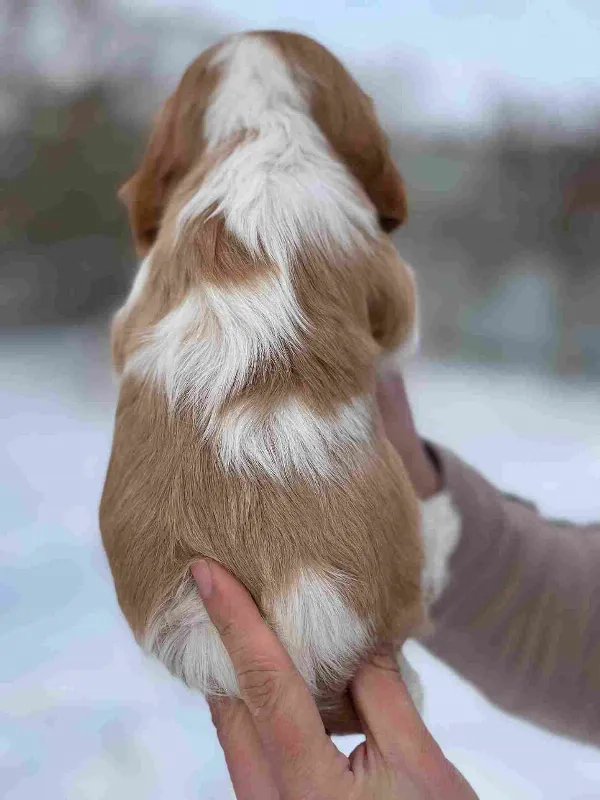 Cavalier King Charles Spaniel Milo