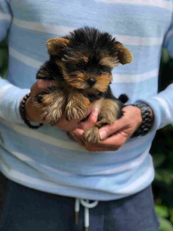 Yorkshire Terrier Sammy
