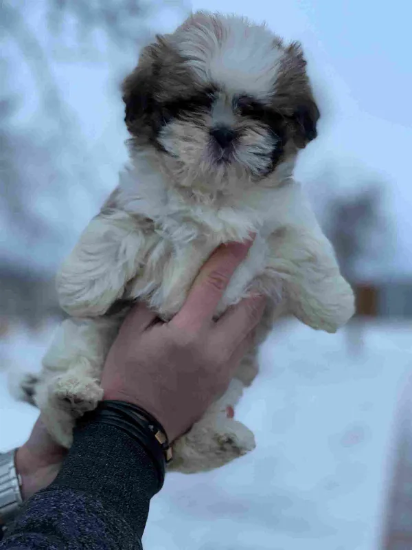 Shih Tzu Luna
