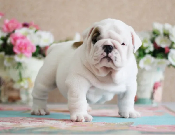 English Bulldog NONA