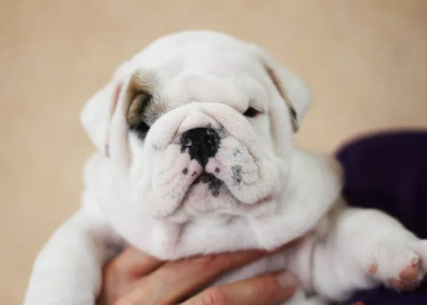 English Bulldog NONA
