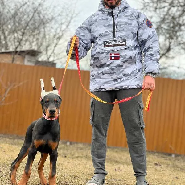Doberman Mix