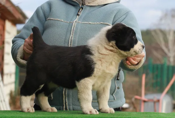 Alabai (Central Asian Shepherd Dog) Anton