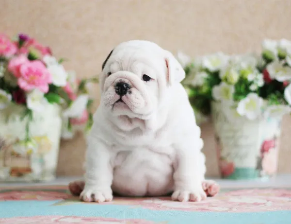 English Bulldog NELLIE