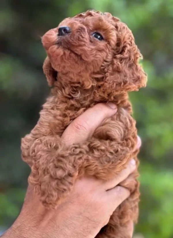 Poodle Josie