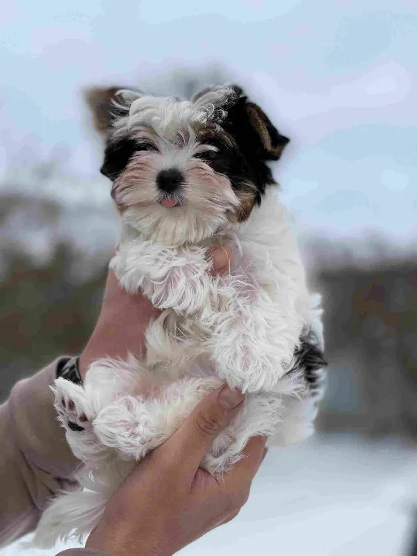 Yorkshire Terrier Lily