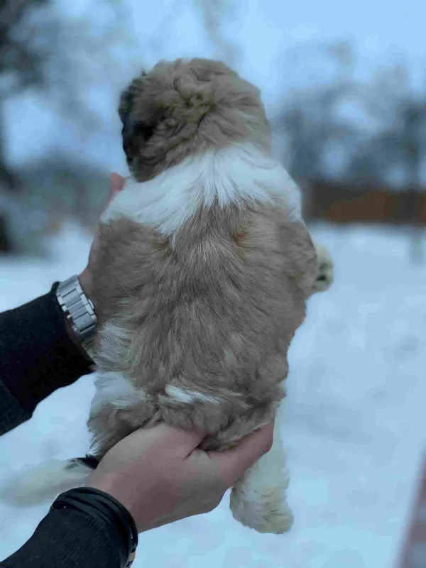 Shih Tzu Luna