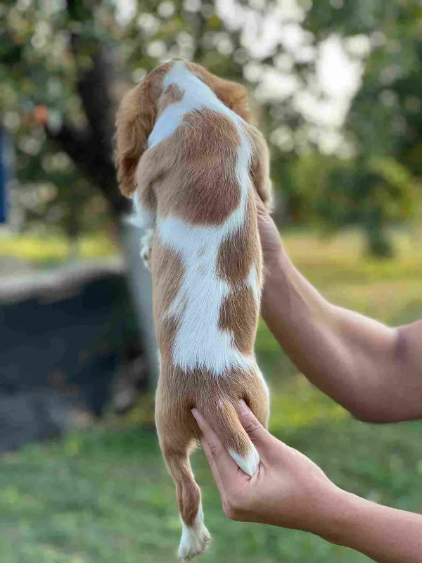 Cavalier King Charles Spaniel Finn