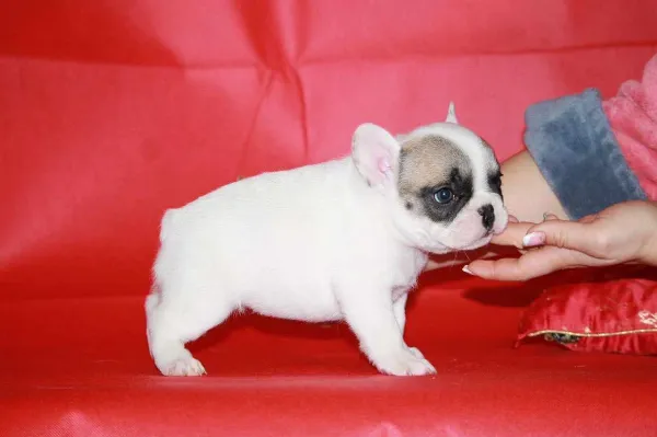 French Bulldog Honey