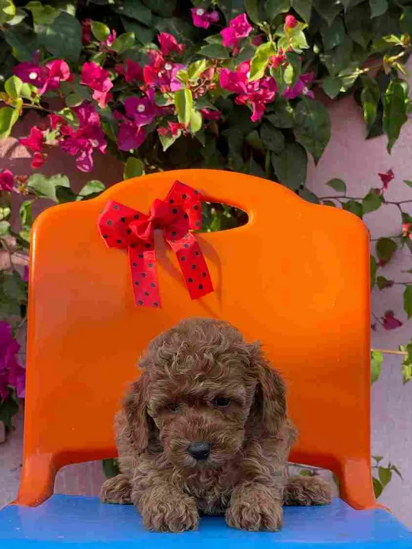 Poodle Abby