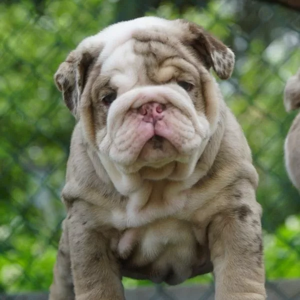 English Bulldog Beau