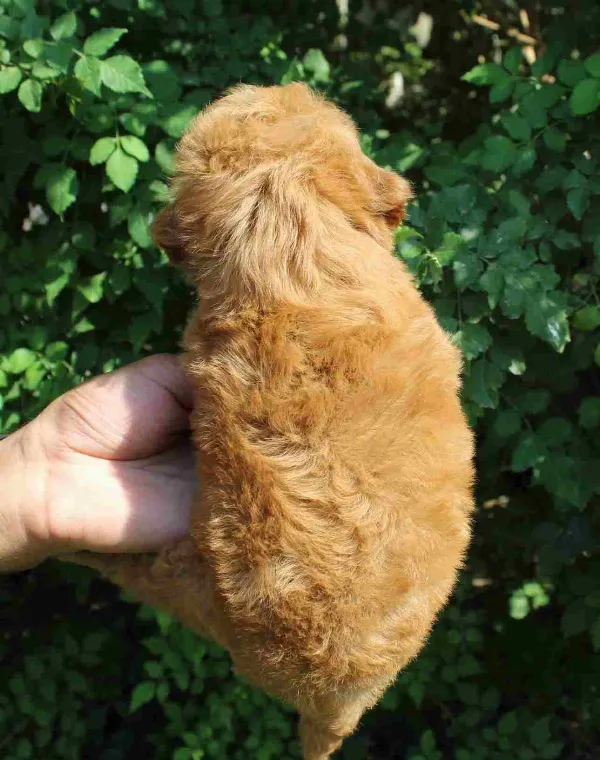 Poodle Coco