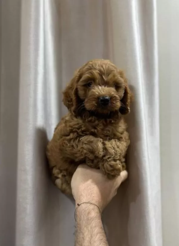 Poodle Winston