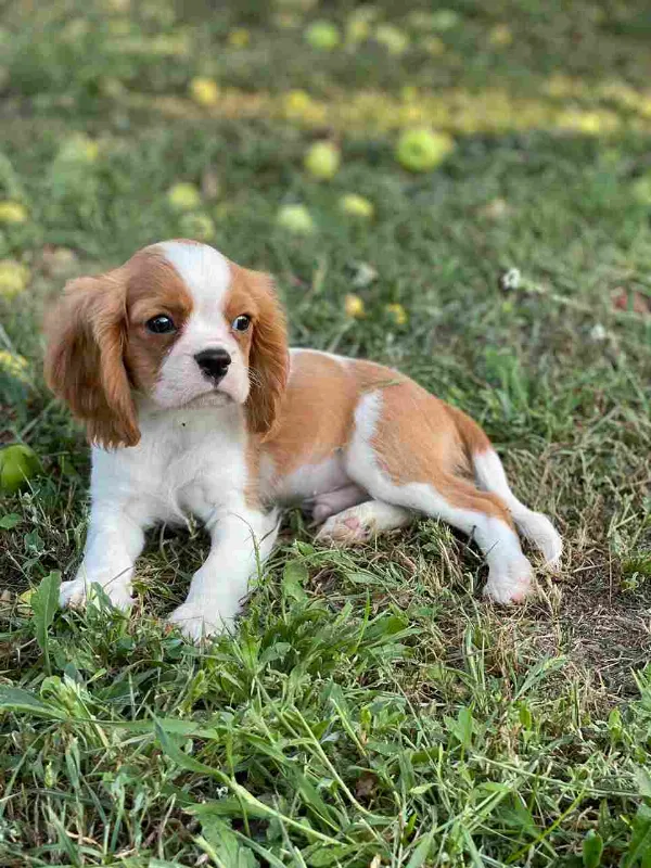 Cavalier King Charles Spaniel Finn