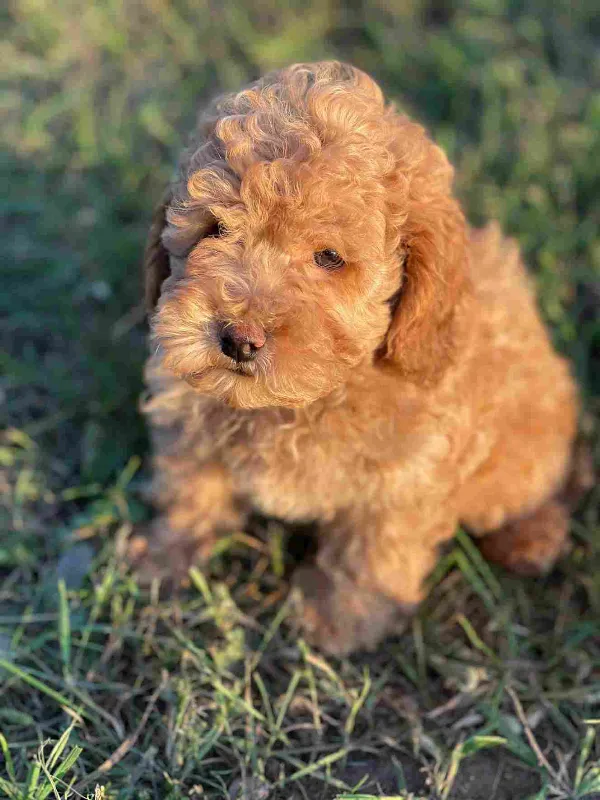 Poodle Max