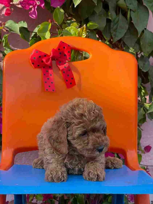 Poodle Abby