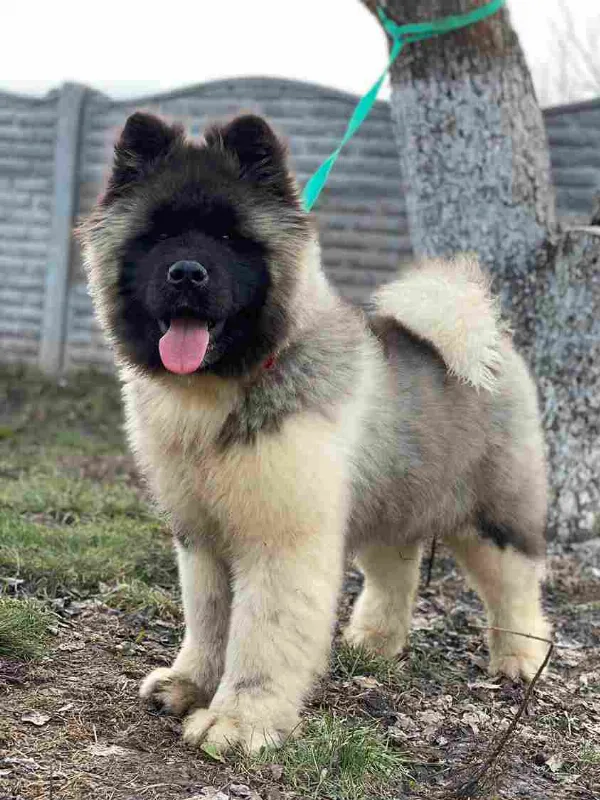 American Akita Oscar
