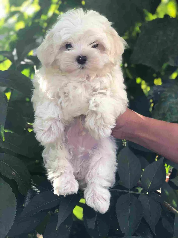 Meet Chance