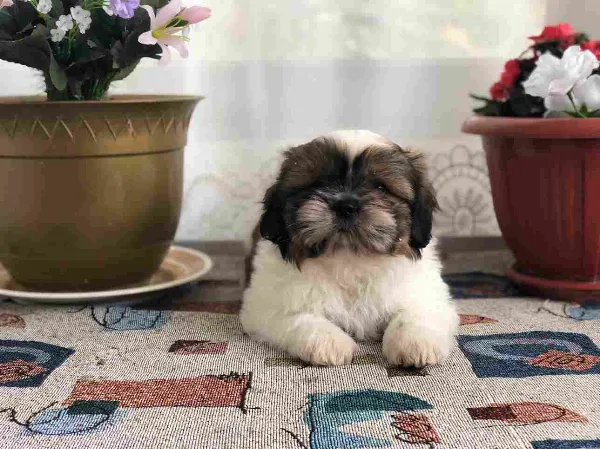 Shih Tzu Levi