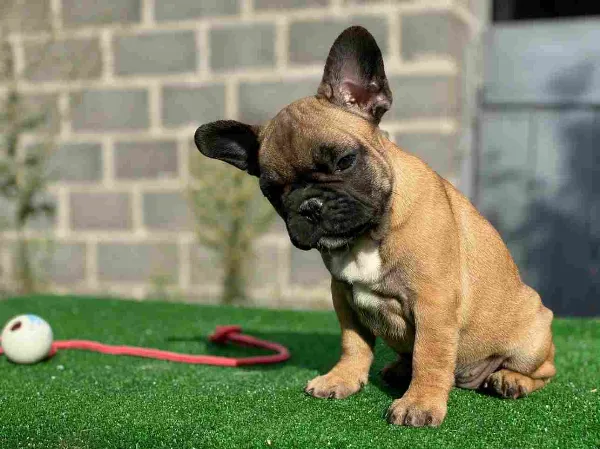 French Bulldog Copper