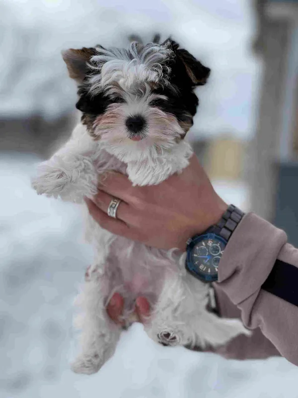 Yorkshire Terrier Lily