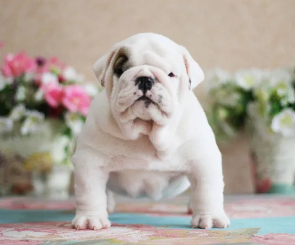 English Bulldog NONA