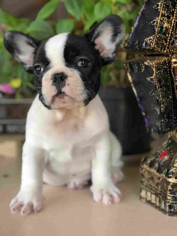 French Bulldog Ollie