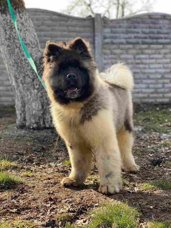 American Akita Oscar