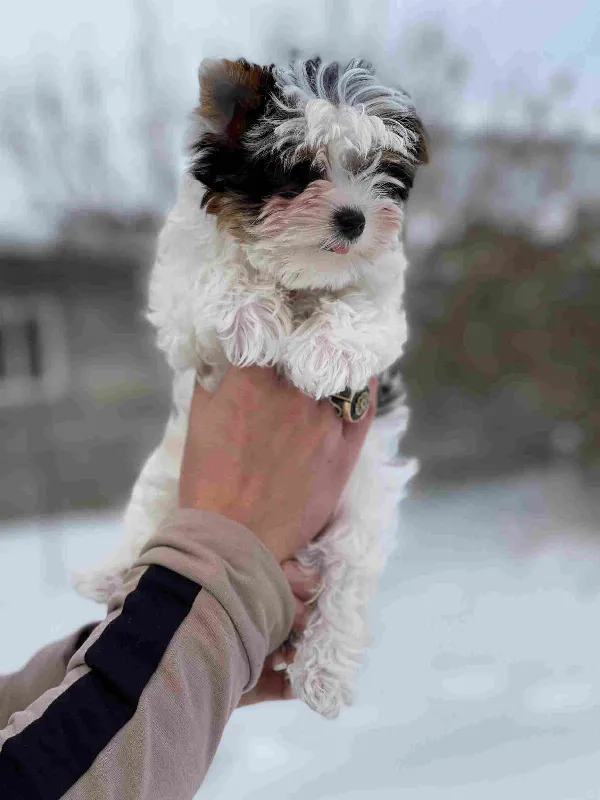 Yorkshire Terrier Lily