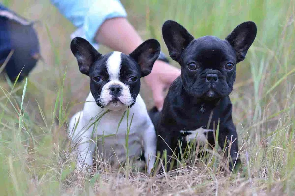 French Bulldog Ollie