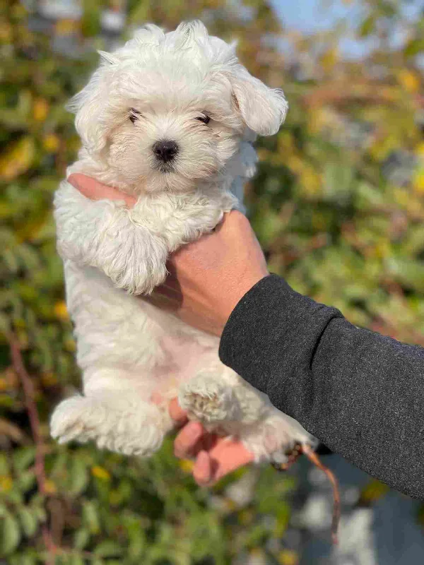 Maltese Bear
