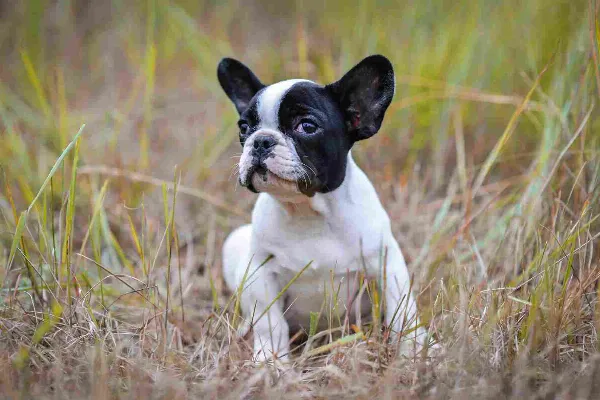 French Bulldog Ollie