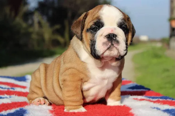 English Bulldog Momo