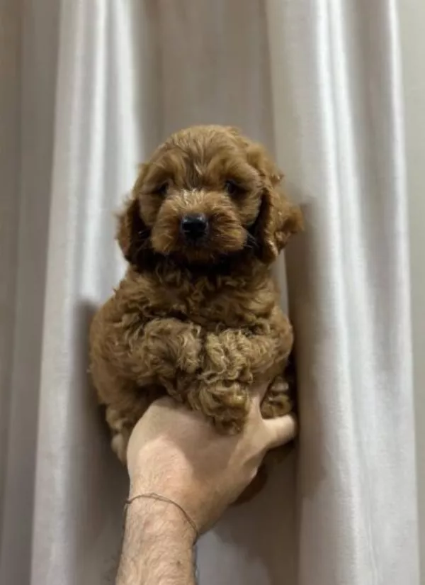 Poodle Winston