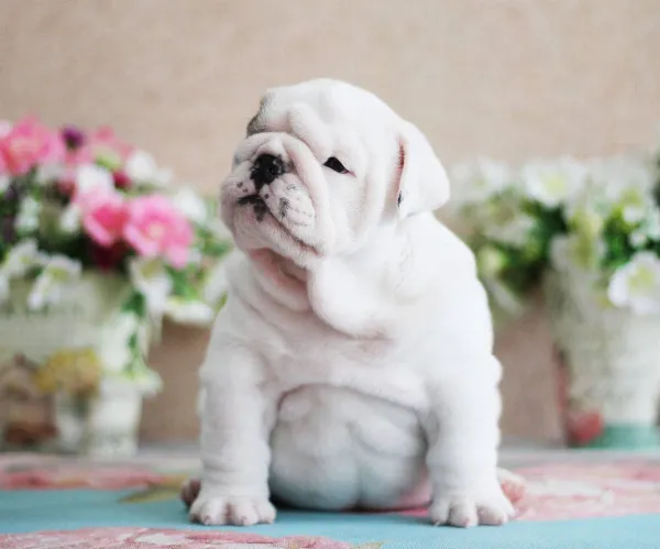 English Bulldog NONA