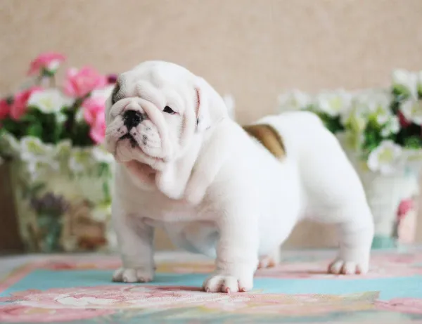 English Bulldog NONA