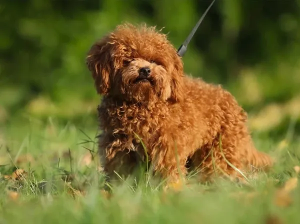 Poodle Teddy