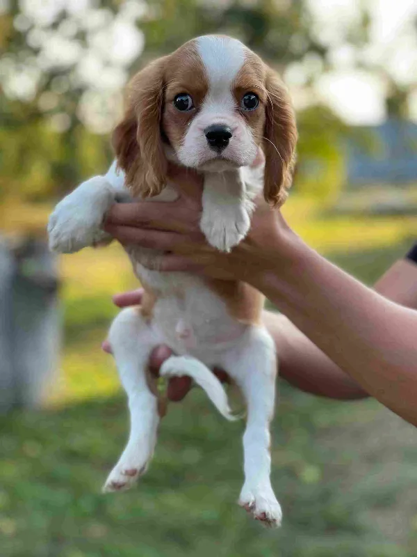 Cavalier King Charles Spaniel Finn