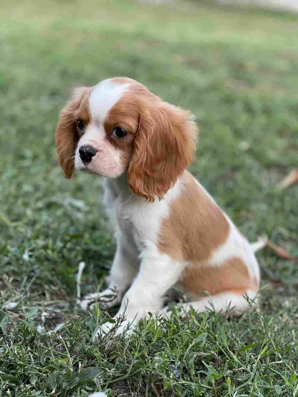 Cavalier King Charles Spaniel Finn