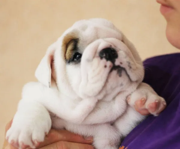 English Bulldog NONA