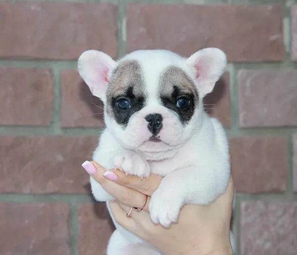 French Bulldog Honey
