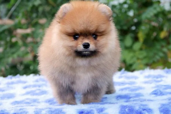 Pomeranian Lucky