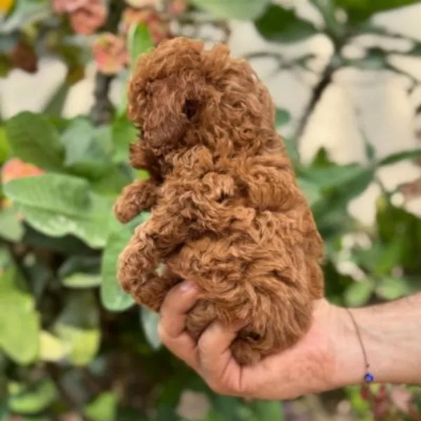 Poodle Alfons