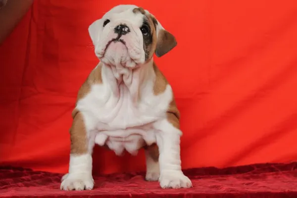 English Bulldog Remy