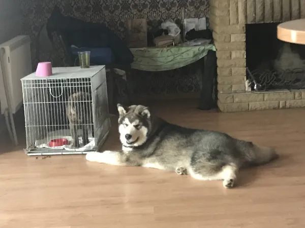 Alaskan Malamute Jax