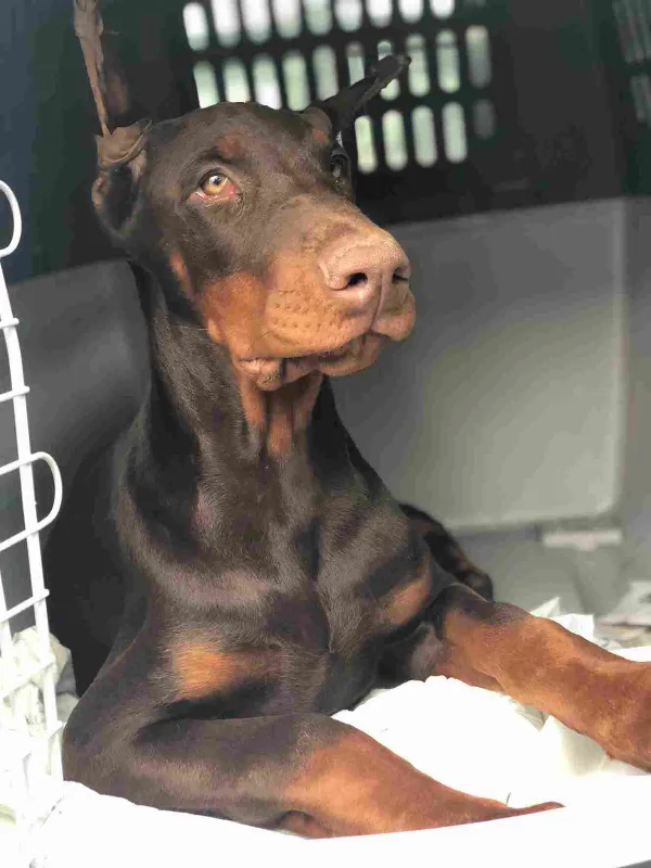Doberman Leo