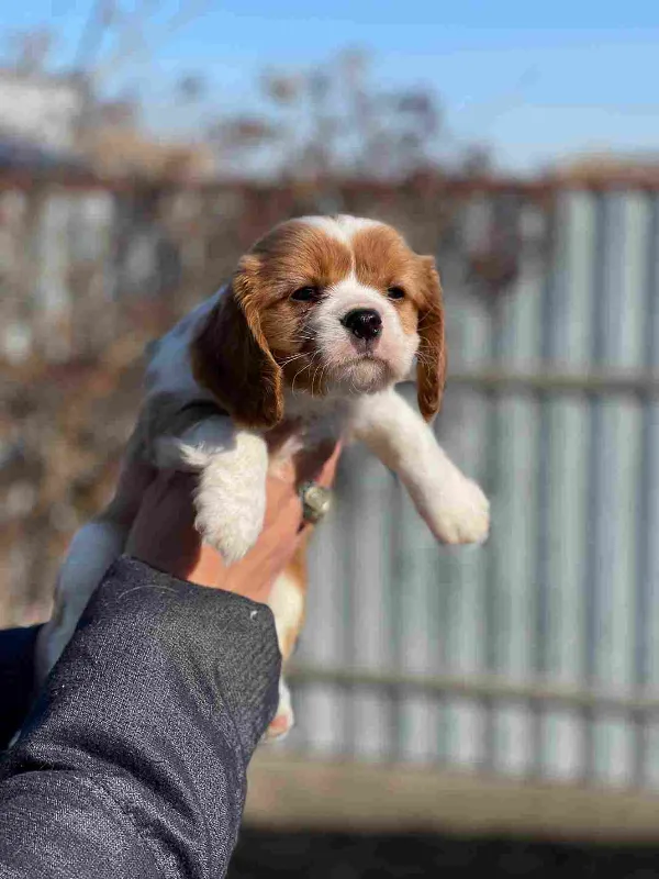 Cavalier King Charles Spaniel Rusty