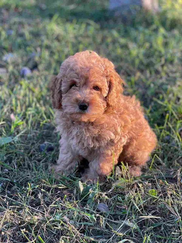 Poodle Max